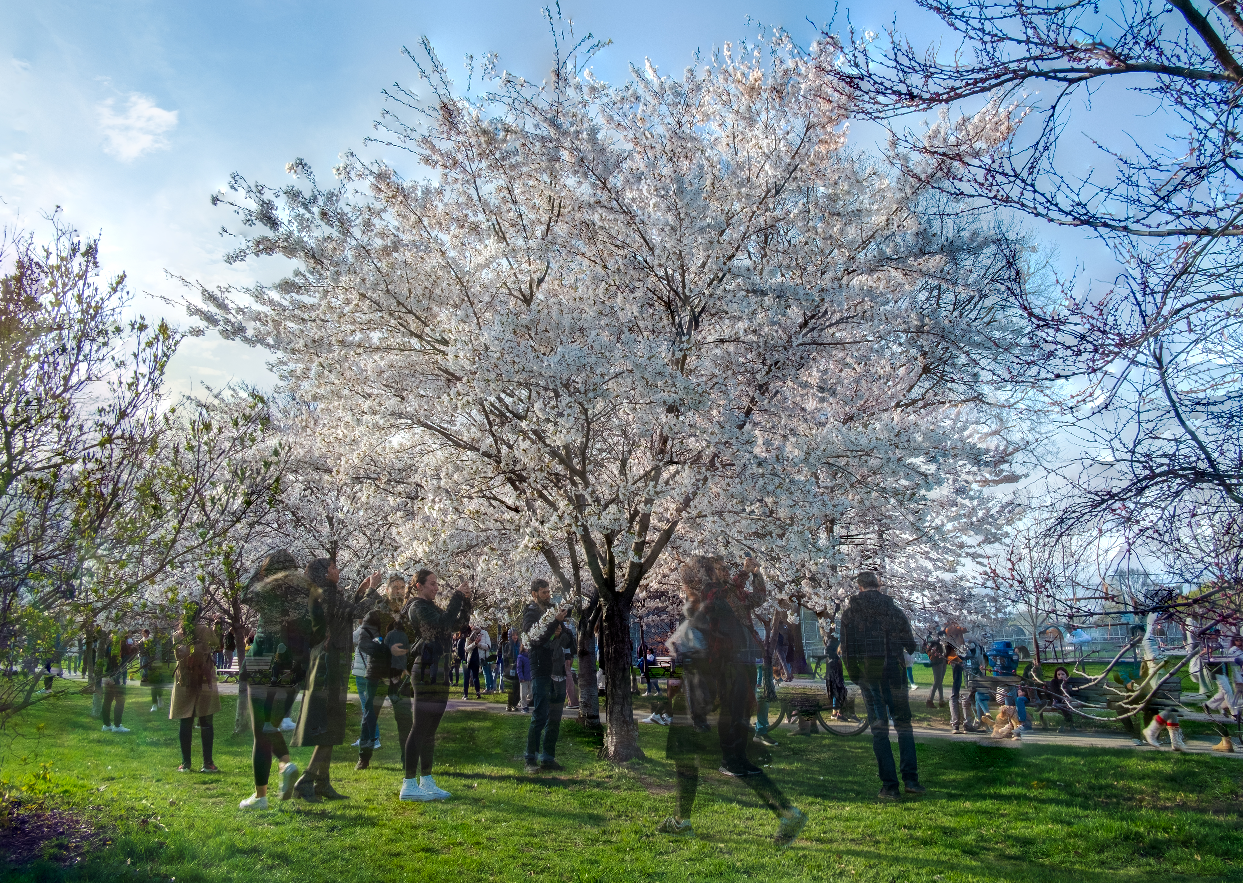 Cherry blossoms in Trinity Bellwoods Park, 2025