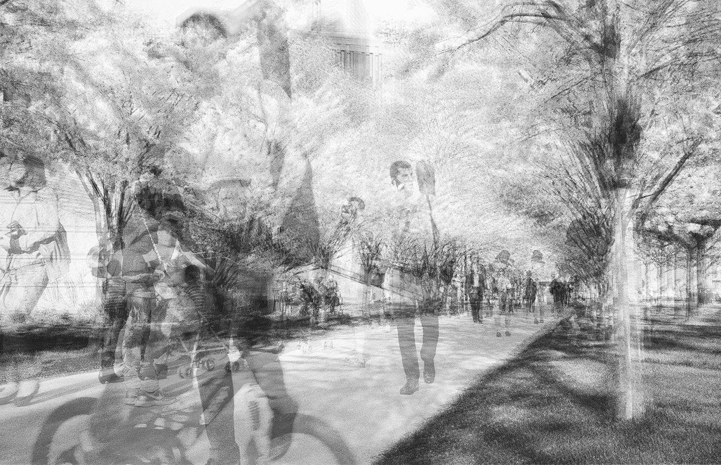 Cherry blossoms, U of T, 2014